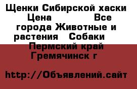 Щенки Сибирской хаски › Цена ­ 18 000 - Все города Животные и растения » Собаки   . Пермский край,Гремячинск г.